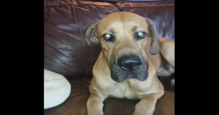 Αυτός ο σκύλος αισθάνεται τύψεις για αυτό που έκανε. Αυτό που κρύβει στο στόμα του είναι ξεκαρδιστικό!