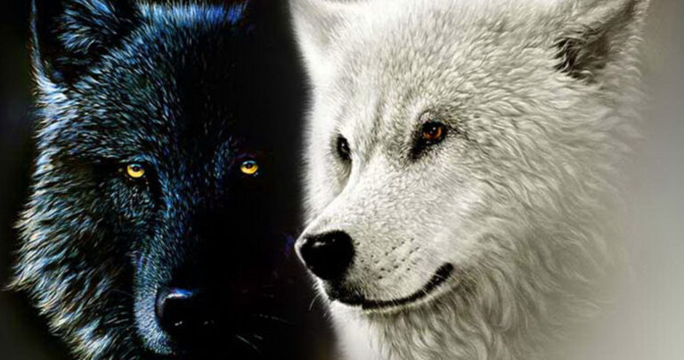 H παραβολή των δυο λύκων. Μια σοφή Ινδιάνικη διδακτική ιστορία.