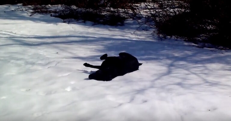 Δείτε το λαμπραντόρ που εκστασιάζεται μόλις δει το χιόνι!