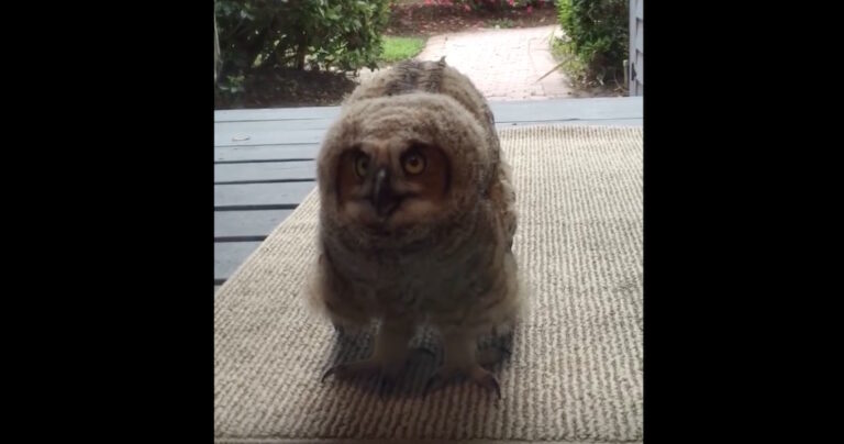 Κοιτούν έξω από την πόρτα και βλέπουν αυτή την κουκουβάγια να τις κοιτά! Είναι απίθανο!