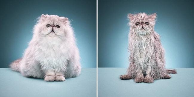 3497655-R3L8T8D-650-funny-wet-cats-7