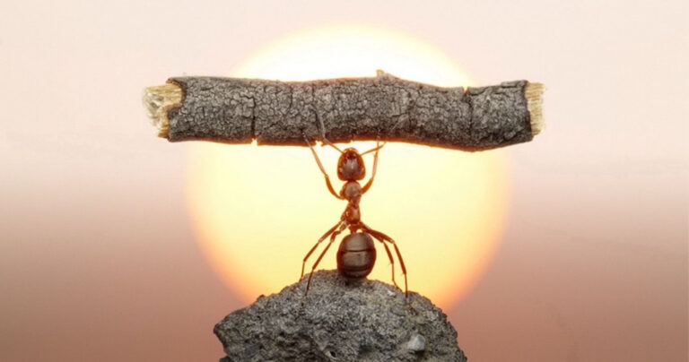 13 υπέροχα ζώα που μας δείχνουν ότι το μέγεθος δεν έχει σημασία