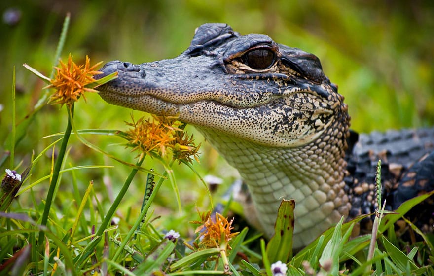 animals-smelling-flowers-381__880