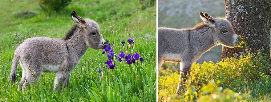 animals-smelling-flowers-7__880