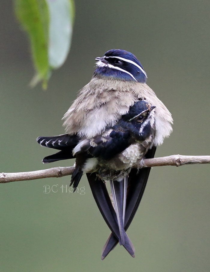 cute-bird-parents-40__700