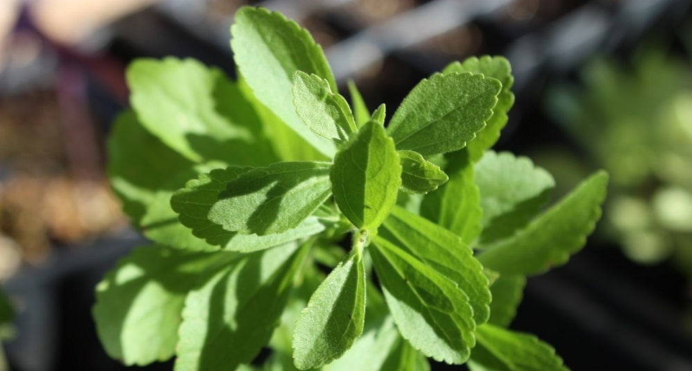 stevia9_1