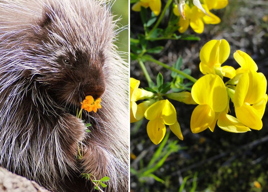 animals-smelling-flowers-40__880