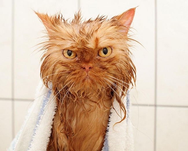 3496955-R3L8T8D-650-funny-wet-cats-4