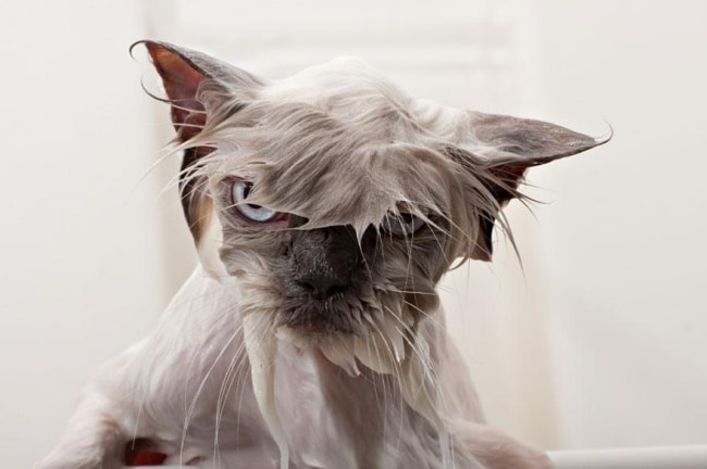 3497155-R3L8T8D-650-funny-wet-cats-2-1