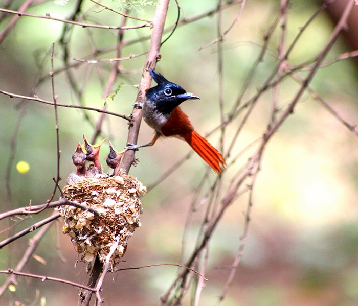 cute-bird-parents-361__700