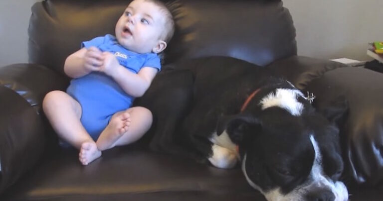Ο μπέμπης τα κάνει πάνω του και ο σκύλος δεν μπορεί να το πιστέψει