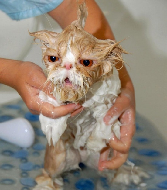 3497005-R3L8T8D-550-funny-wet-cats-17