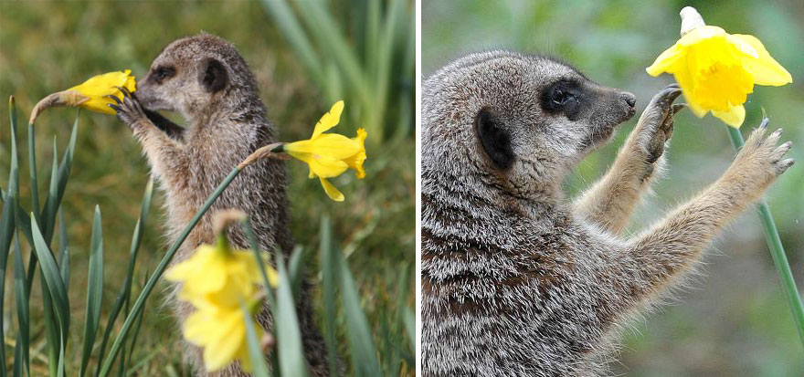 animals-smelling-flowers-47__880