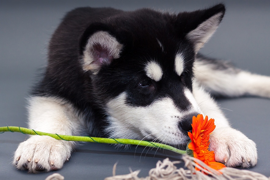 animals-smelling-flowers-301__880