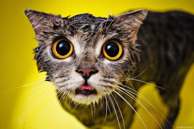 3497855-R3L8T8D-650-funny-wet-cats-3