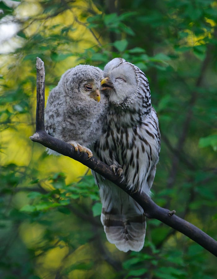 cute-bird-parents-33__700