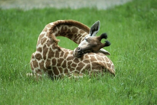 16422310-R3L8T8D-650-16275510-R3L8T8D-850-sleeping-giraffes-1__880