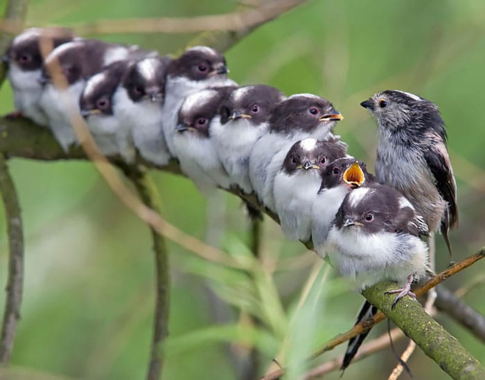 cute-bird-parents-27__700