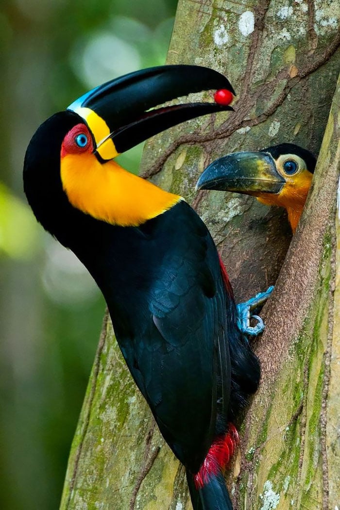 cute-bird-parents-41__700