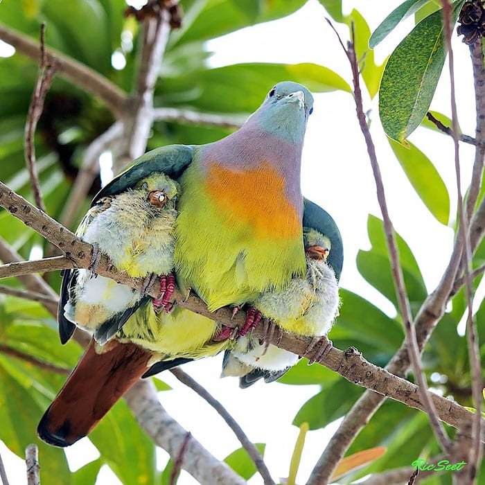 cute-bird-parents__700