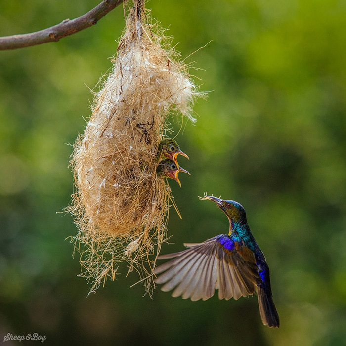 cute-bird-parents-381__700