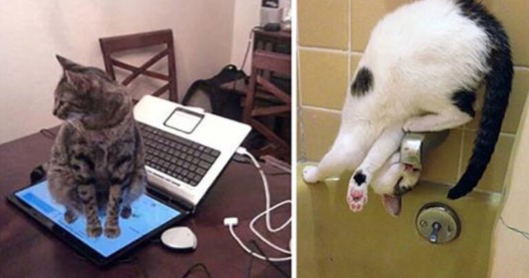 15 γάτες που κάνουν τα δικά τους και γι’ αυτό τις λατρεύουμε!