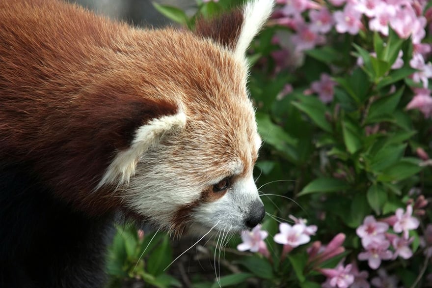 animals-smelling-flowers-411__880