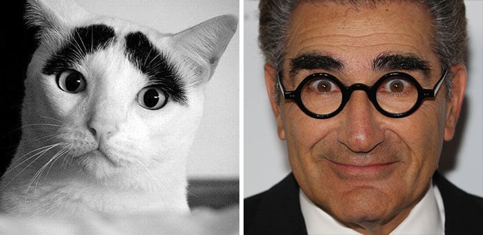celebrity-look-alikes-animals-66__700