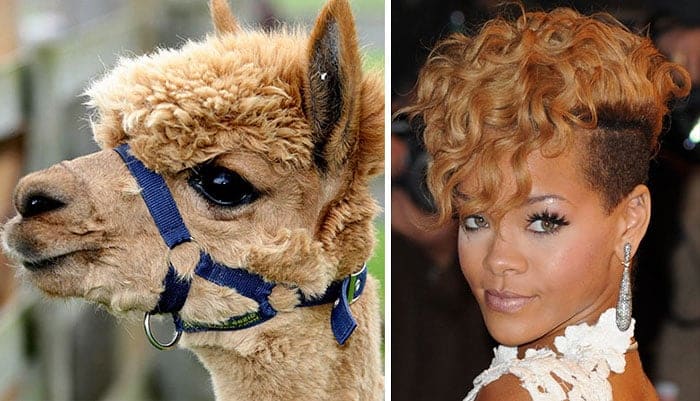 celebrity-look-alikes-animals-621