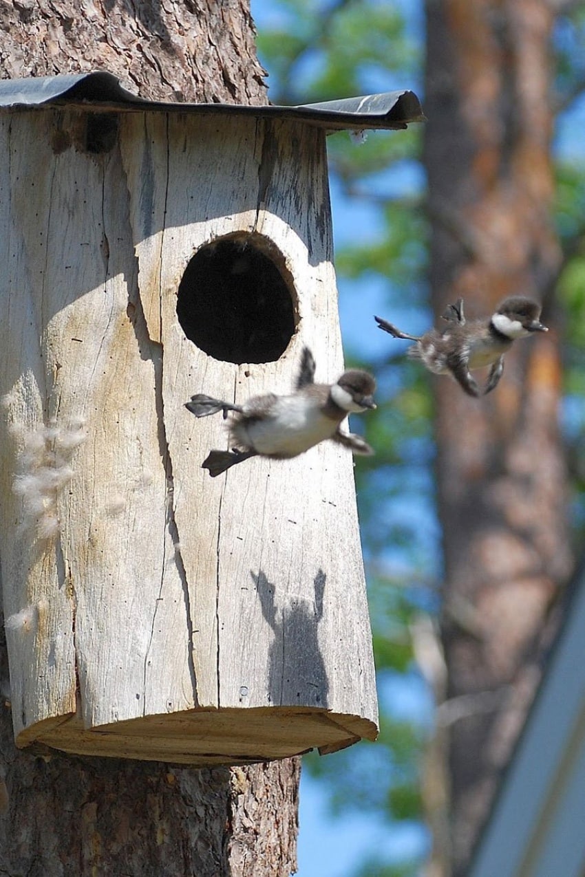 16663610-R3L8T8D-850-baby-common-goldeneye-ducks-leaving-nest-flying-for-first-time