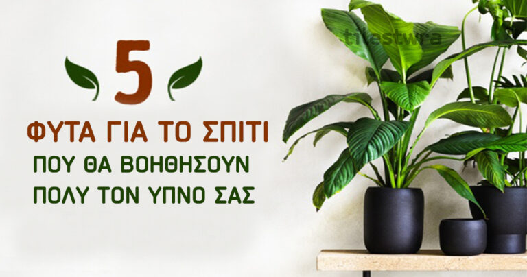 Τα καλύτερα πέντε φυτά που θα σας βοηθήσουν να κοιμηθείτε