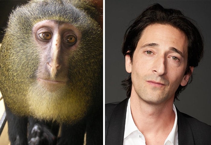 celebrity-look-alikes-animals-40__700