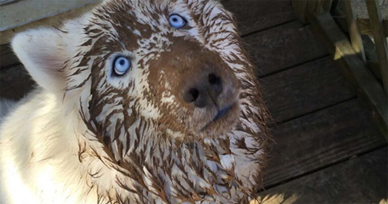 24 σκύλοι που κατηγορήθηκαν για ζημιές που δεν έκαναν…