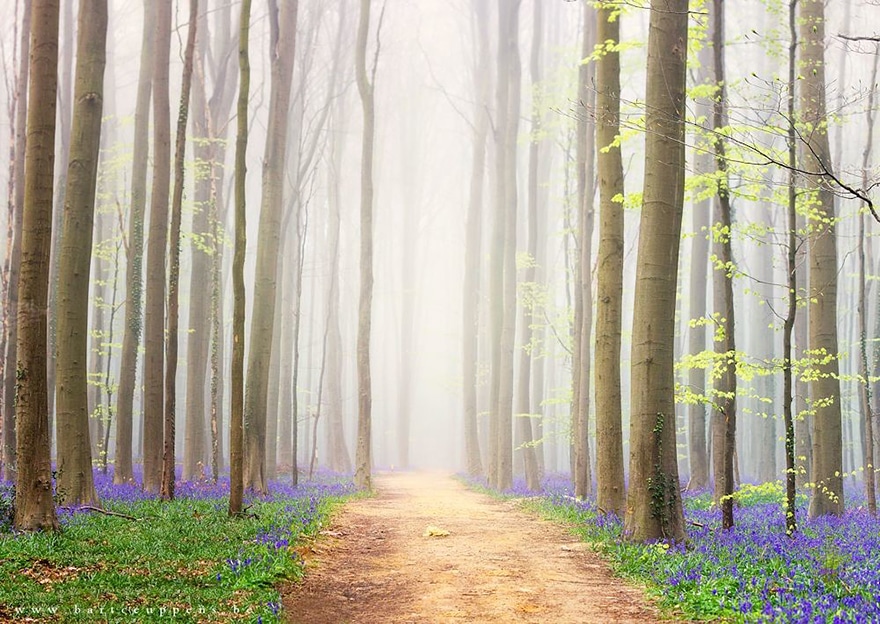 bluebells-blooming-hallerbos-forest-belgium-13