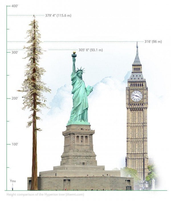 Hyperion-tallest-tree2-600x705