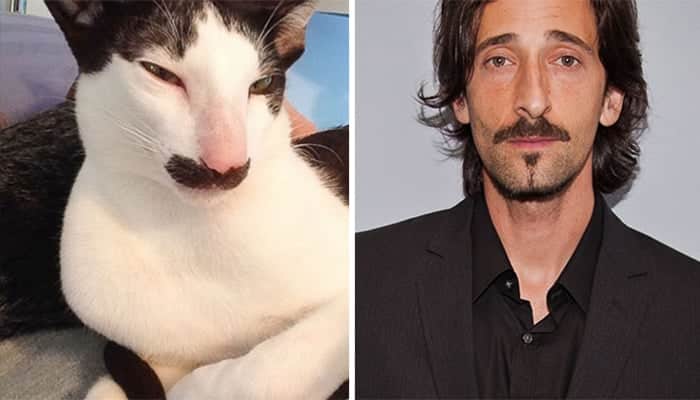 celebrity-look-alikes-animals-55__700