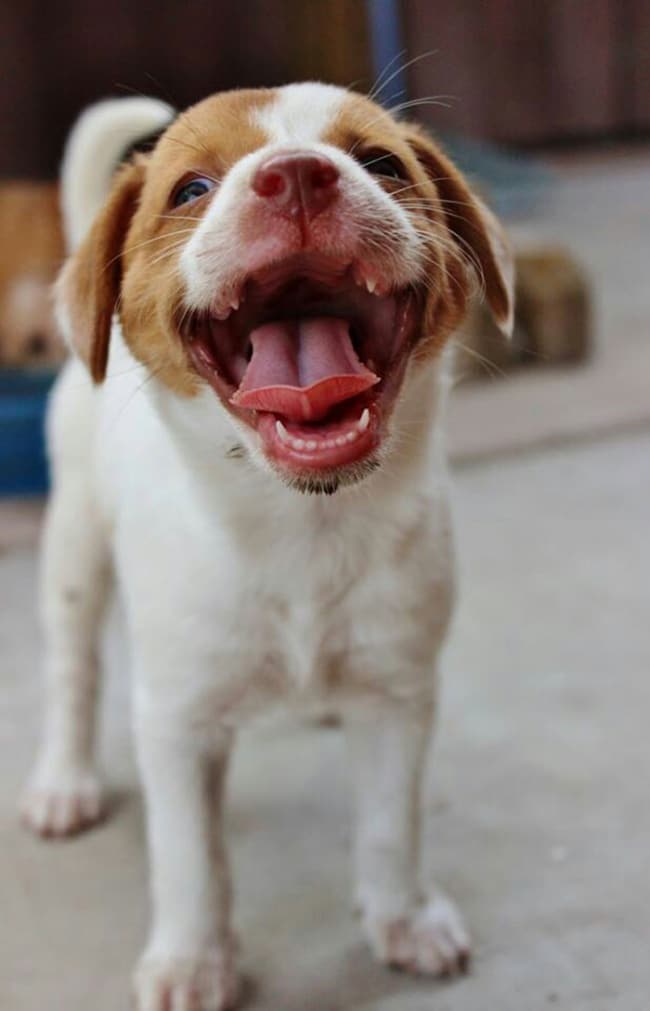 413005-R3L8T8D-650-post-the-happiest-dogs-who-show-the-best-smiles-19__700