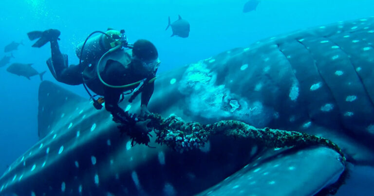Φαλαινοκαρχαρίας συνεργάζεται με έναν δύτη να τον σώσει από το μαρτύριό του.