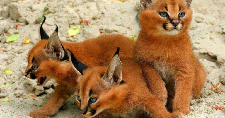 Tο παράξενο ζώο που ονομάζεται «Καρακάλ» είναι πραγματικά ένα εντυπωσιακό αιλουροειδές.