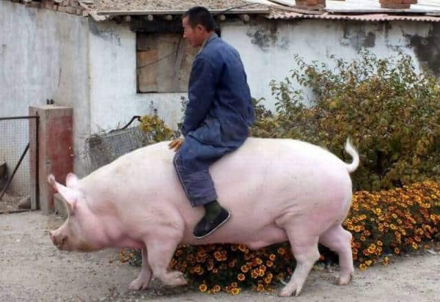 daily_picdump_2043_640_08