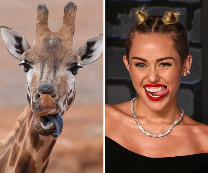 celebrity-look-alikes-animals-262__700