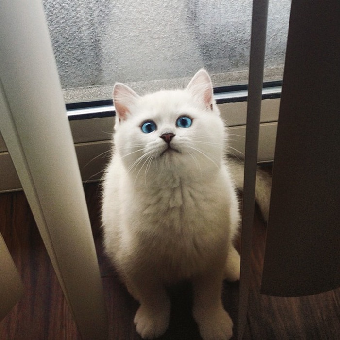 most-beautiful-eyes-cat-coby-british-shorthair-49