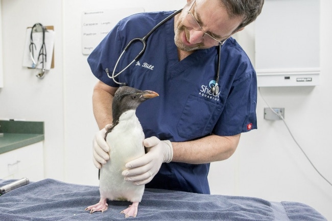 508705-650-1454494335-chi-shedd-names-newest-penguin-chick-20140415-003