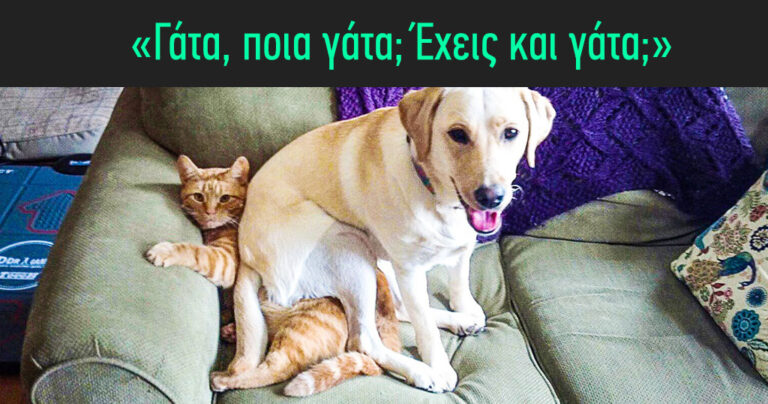 15 φορές που η διασκεδαστική συμπεριφορά σκύλων αψηφά κάθε λογική.