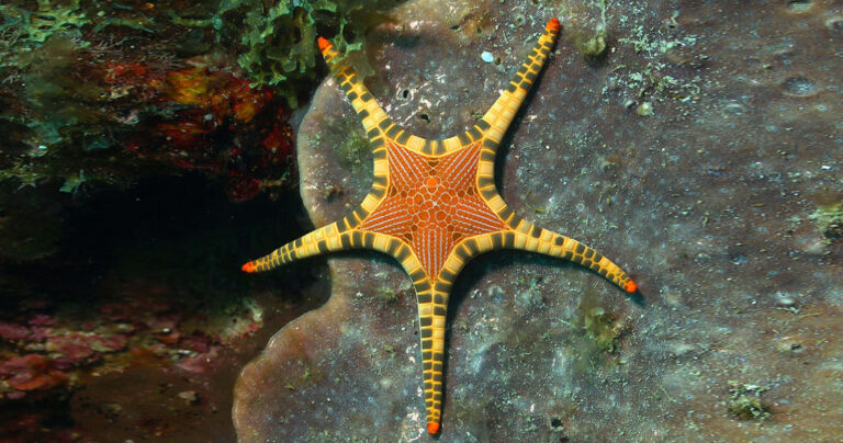 Ένας πραγματικά ασυνήθιστος «διπλός» αστερίας στο βυθό!