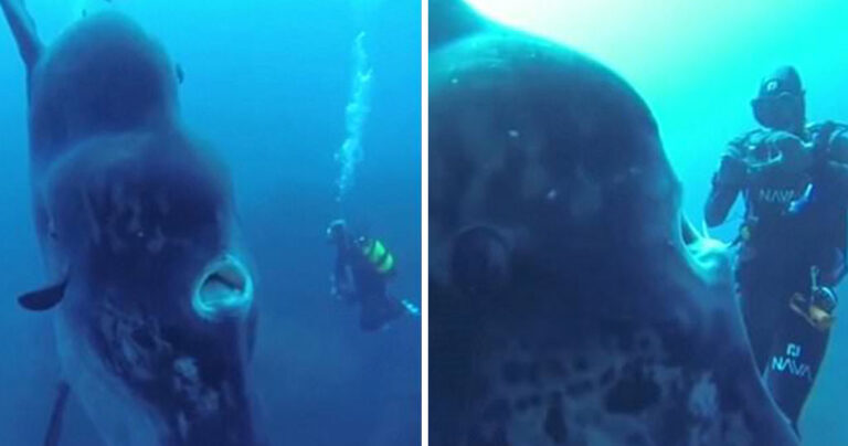 Ένα σπάνιο βίντεο με τη συνάντηση δυτών με γιγάντιο ψάρι Mola Mola