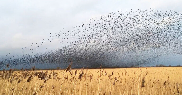 Χιλιάδες πουλιά δημιουργούν μια υπέροχη χορογραφία στο ουρανό!