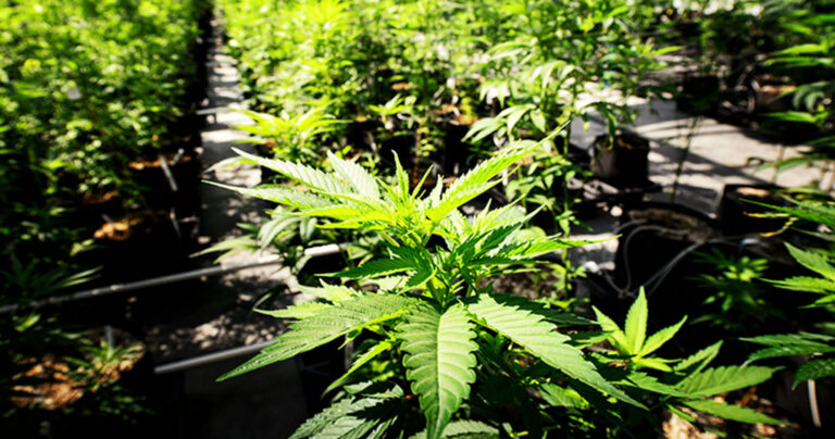 Ελεύθερη η καλλιέργεια κλωστικής κάνναβης στην Ελλάδα.