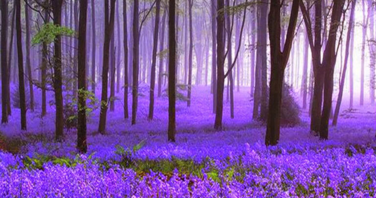 Υπάρχει ένα μυστικό δάσος στο Βέλγιο γεμάτο ανθισμένα μπλε λουλούδια.