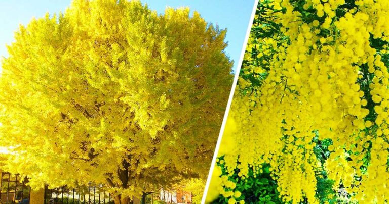 Τα 16 πιο μεγαλοπρεπή δέντρα στον πλανήτη